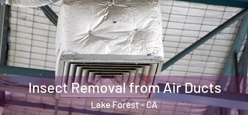 Insect Removal from Air Ducts Lake Forest - CA